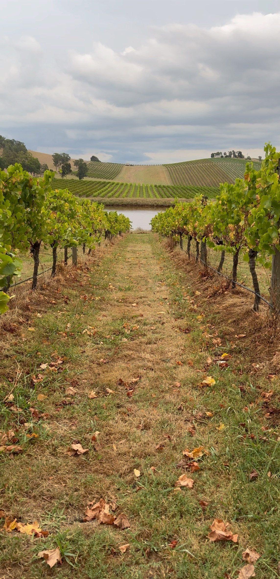 Vineyard rows at golden hour